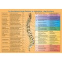 Dorn Spine Organ Connections Poster english